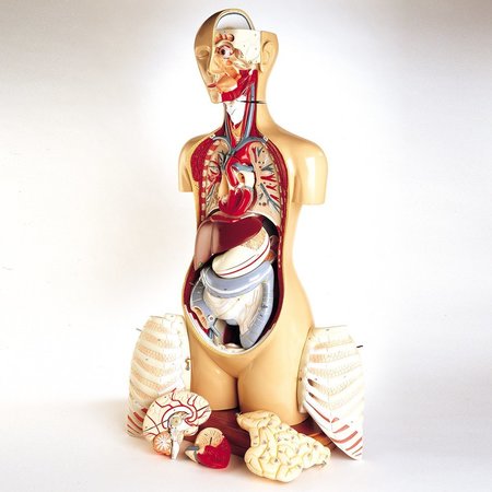 DENOYER-GEPPERT Anatomical Model, Deluxe Knowbody Torso – White 0710-00